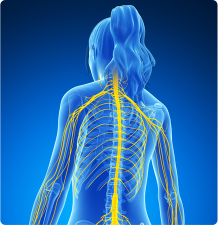 Courses_NervousSystem